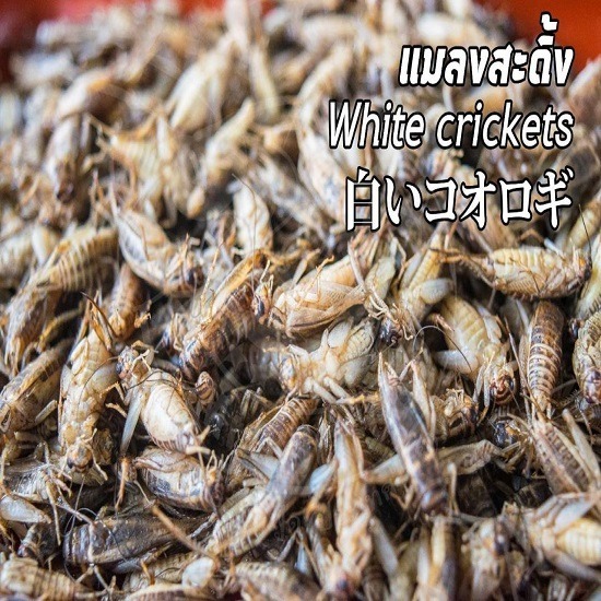 ขายส่งแมลงสะดิ้งแช่แข็ง ขายสะดิ้งแช่แข็งราคาส่ง 