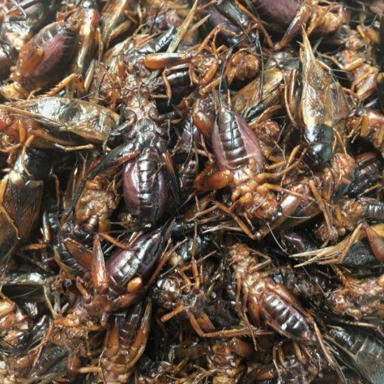 ร้านขายจิ้งโกร่ง จิ้งโป้งใหญ่ ตลาดไท ร้านขายจิ้งโกร่ง จิ้งโป้งใหญ่ ตลาดไท 