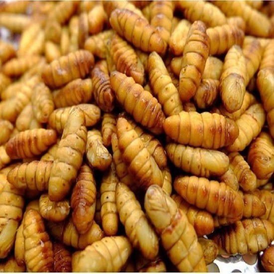 แมลงขายส่งและปลีก ราคาถูกตลาดไท - ร้านขายดักแด้ ตลาดไท