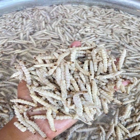 แมลงขายส่งและปลีก ราคาถูกตลาดไท - ขายส่งหนอนรถด่วนแช่แข็ง ราคาส่ง