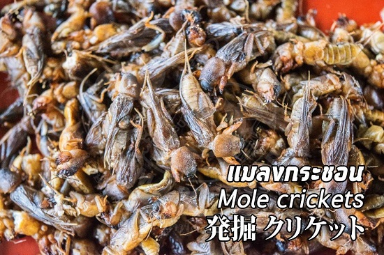 แมลงขายส่ง ปลีก แก้วใจ